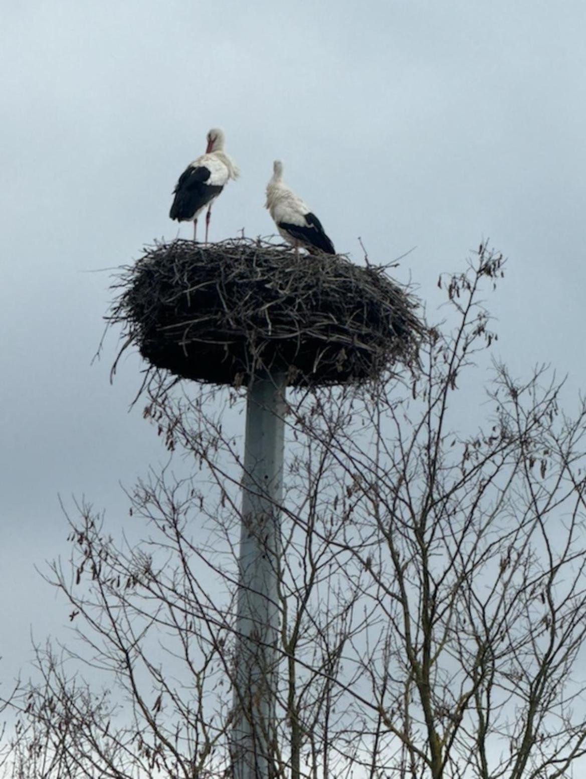 Ferienhaus Hoffmann Am Rheinbogen Altlussheim Esterno foto